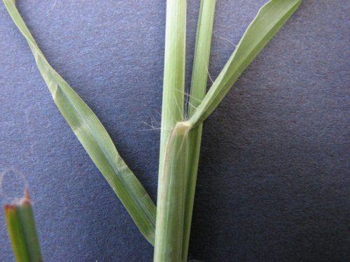 Caucasian Bluestem (Bothriochloa bladhii)