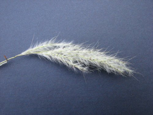 Silver Bluestem (Bothriochloa laguroides)