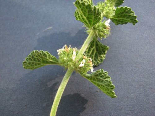 Horehound (Marrubium vulgare)