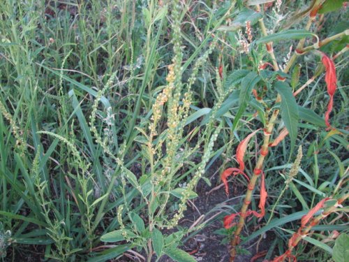 Tall Water Hemp (Amaranthus tuberculatus)