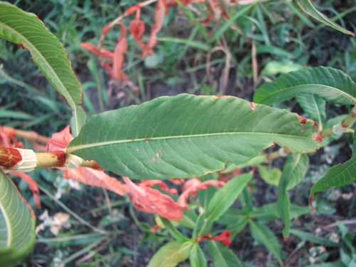 Pale Smartweed (Persicaria lapathifolia)