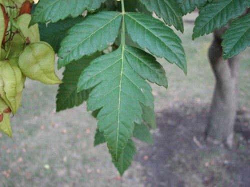 Golden Rain Tree (Koelreuteria paniculata)