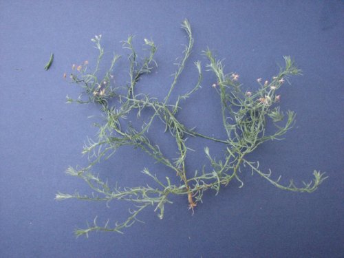 Spreading Horseweed (Conyza ramosissima)