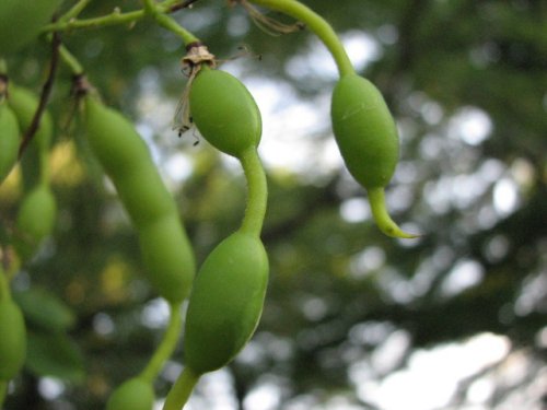 Japanese Pagoda Tree (Styphnolobium japonicum)