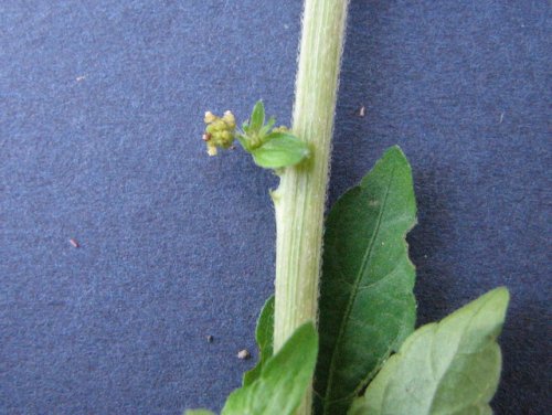 Virginia Copperleaf (Acalypha rhomboidea)