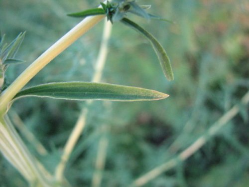 Broom Kochia (Kochia Scoparia)