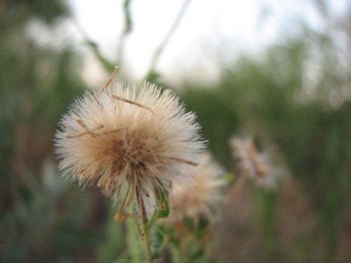 Camphorweed (Heterotheca subaxillaris)