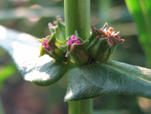 Stout Toothcup (Ammannia robusta)