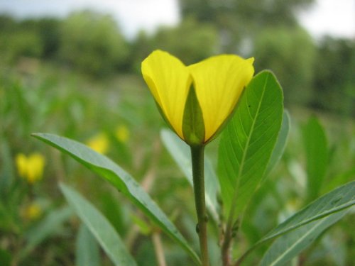 Water Primrose (Ludwigia peploides)