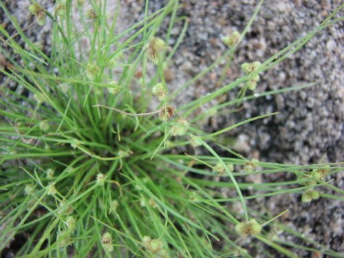 Small Flower Dwarf Bulrush (Lipocarpha micrantha)