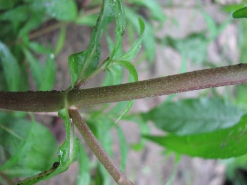 False Daisy (Eclipta prostrata)