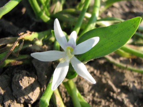 Blue Mud Plantain (Heteranthera limosa)