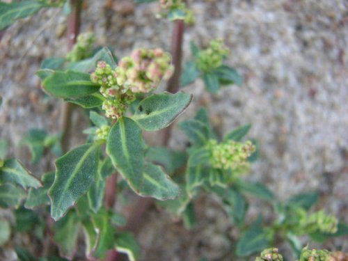 Oak Leaf Goosefoot (Chenopodium glaucum)