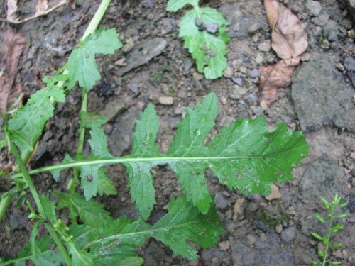 Bog Yellowcress (Rorippa palustris)