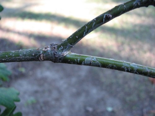 English Oak (Quercus robur)