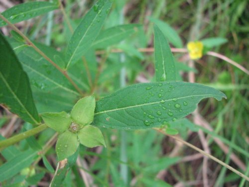 Seedbox (Ludwigia alternifolia)