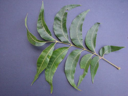 Pecan (Carya illinoinensis)