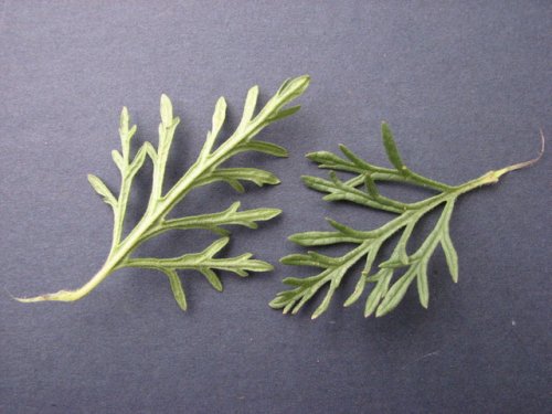 Dakota Verbena (Glandularia bipinnatifida)