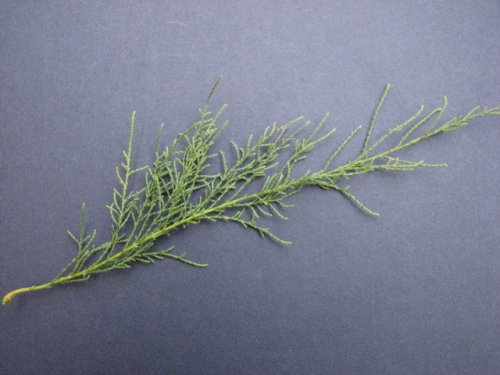 Salt Cedar (Tamarix ramosissima)