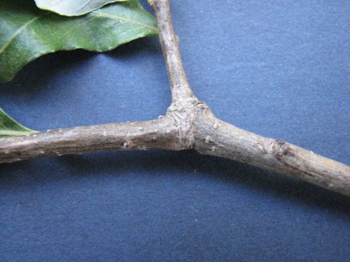 Swamp White Oak (Quercus bicolor)