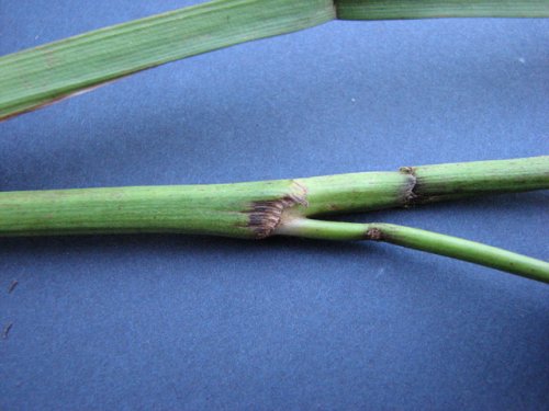 Giant Bur Reed (Sparganium eurycarpum)