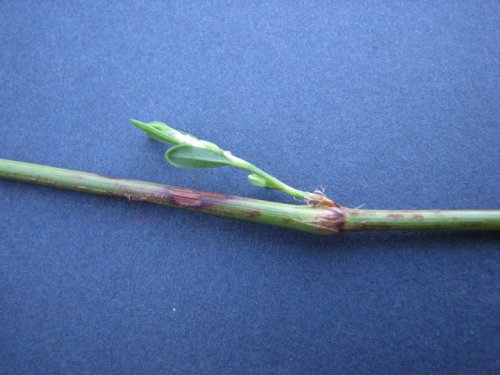 Bushy Knotweed (Polygonum ramosissimum)