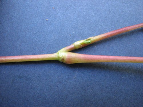 Pink Smart Weed (Persicaria bicornis)