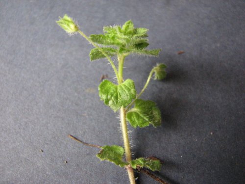 Winter Speedwell (Veronica persica)