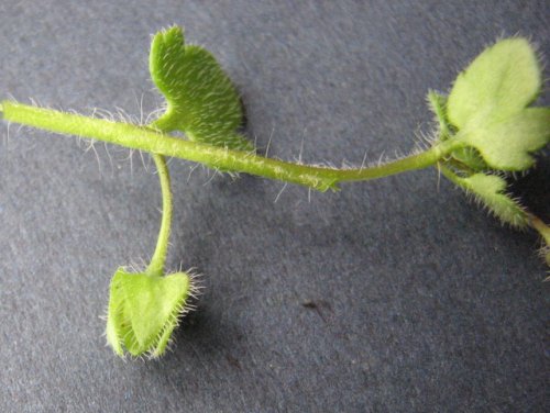 Ivyleaf Speedwell (Veronica hederifolia)