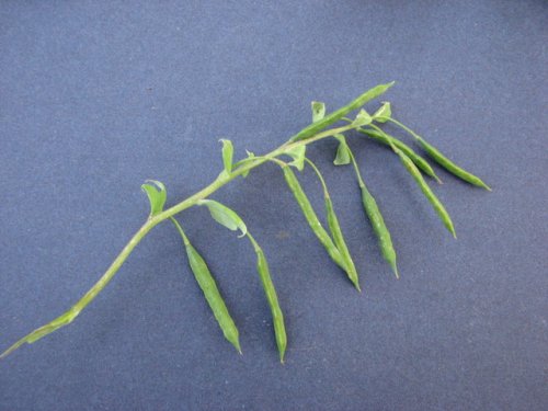 Pale Fumewort (Corydalis flavula)