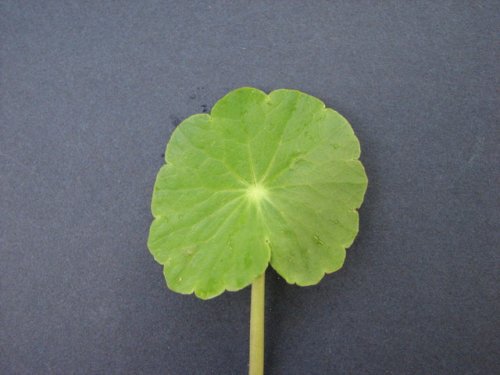 Floating Pennyroyal (Hydrocotyle ranunculoides)