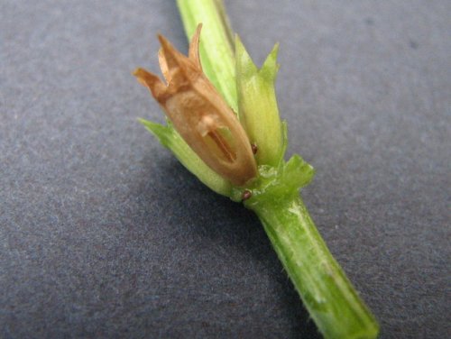 Clasping Leaf Venus' Looking G (Triodanis perfoliata)