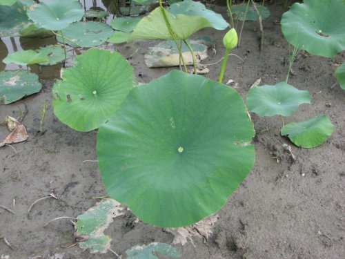 American Lotus (Nelumbo lutea)