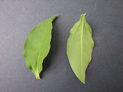 Bouncingbet (Saponaria officinalis)