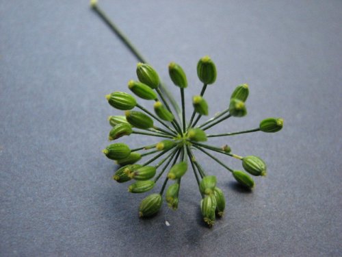 Dill (Anethum graveolens)