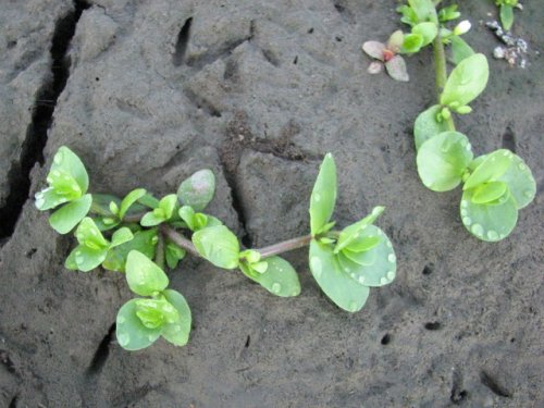 Disk Leaf Water Hyssop (Bacopa rotundifolia)