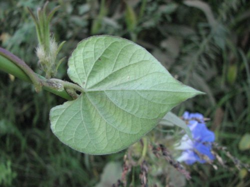 Ivy Leaf Morning Glory (Ipomoea hederacea)