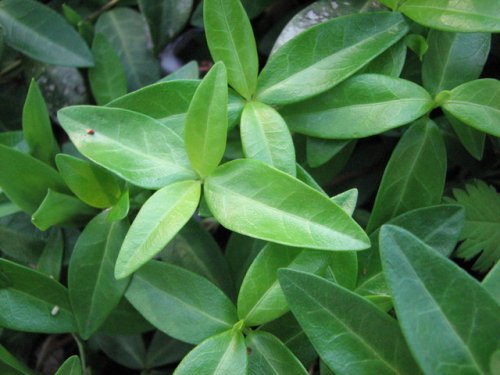 Lesser Periwinkle (Vinca minor)