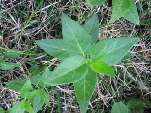 Greater Periwinkle (Vinca major)