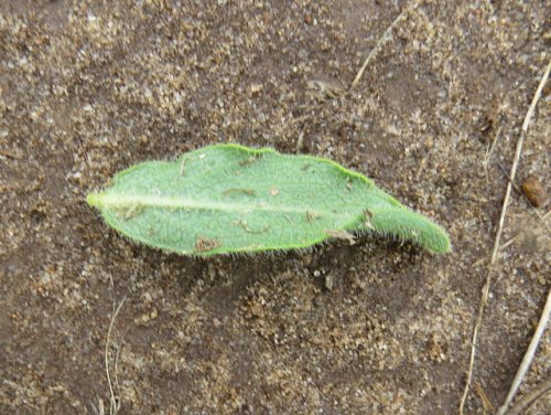 Woolly Milkweed (Asclepias lanuginosa)