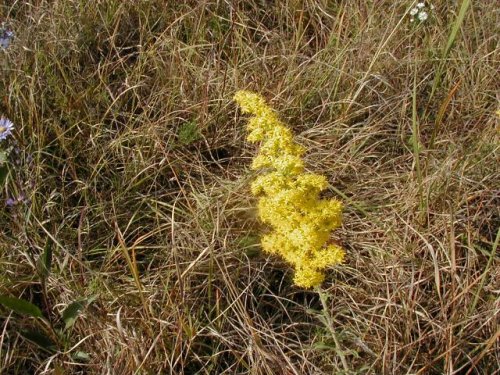 Gray Goldenrod (Solidago nemoralis)