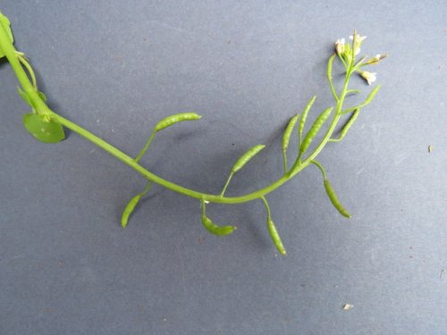 Common Watercress (Nasturtium officinale)