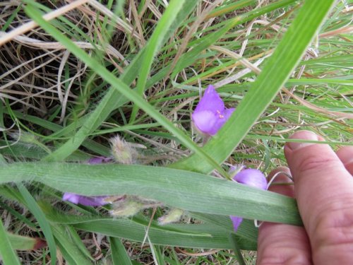 Tharp's Spiderwort (Tradescantia tharpii)