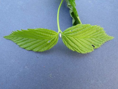 Jetbead (Rhodotypos scandens)