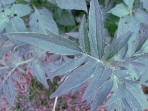 Gray-headed Coneflower (Ratibida pinnata)