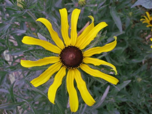 Black Eyed Susan (Rudbeckia hirta)