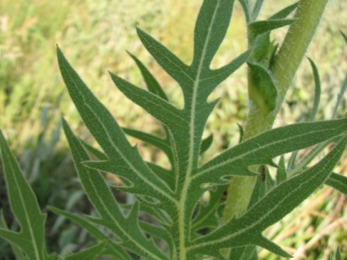 Compass Plant (Silphium laciniatum)