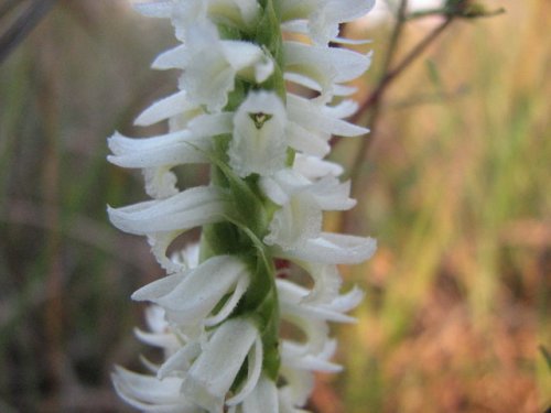 Great Plains Lady's Tresses (Spiranthes magnicamporum)