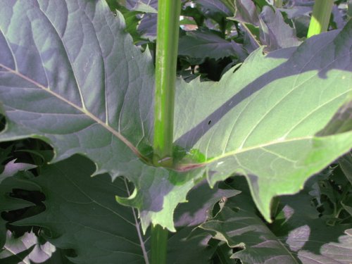 Cup Plant (Silphium perfoliatum)