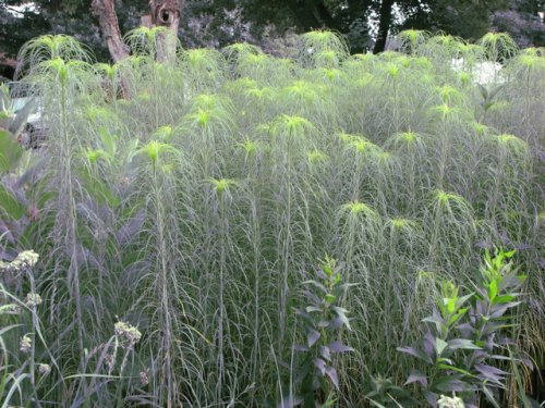 Willow Leaf Sunflower (Helianthus salicifolius)